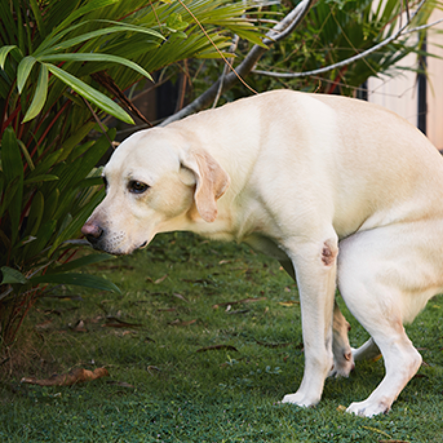 Perro color cafe intentando hacer sus necesidades.jpg